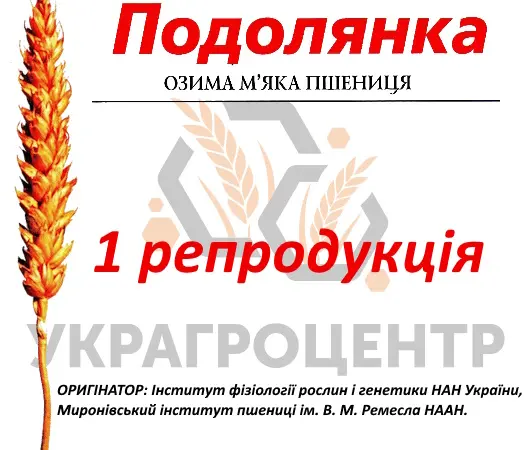 Продажа семян озимой пшеницы Подолянка 1 репродукция 2024 года - фото № 1