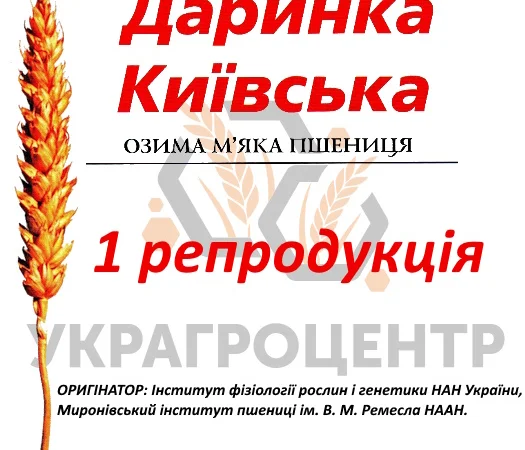 Продажа озимой пшеницы ДАРИНКА КИЇВСЬКА 1 репродукция - фото № 1
