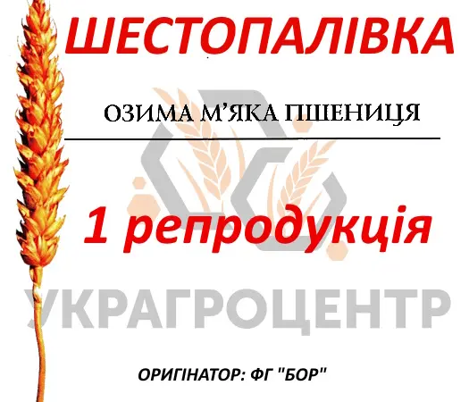 Насіння озимої пшениці Шестопалівка 1 репродукція ФГ БОР 2025г - фото № 1