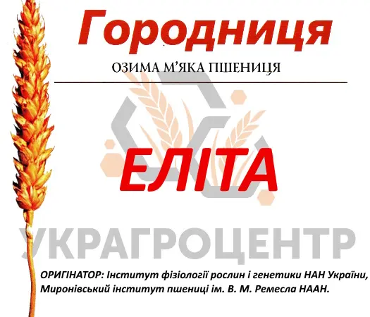 Насіння озимої пшениці ГОРОДНИЦЯ Еліта 2024 года - фото № 1