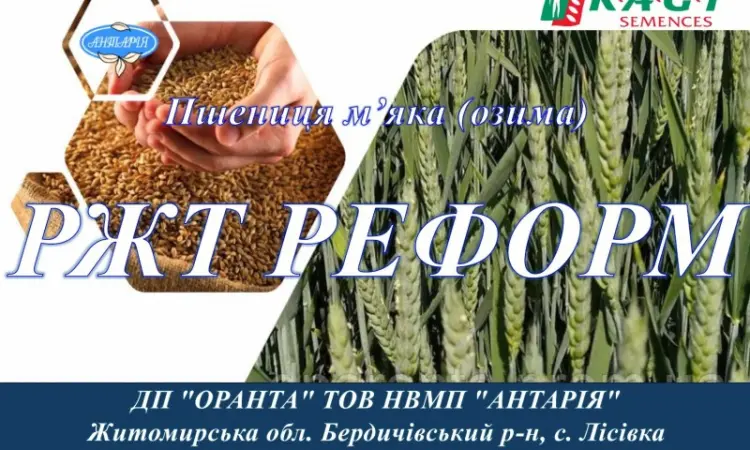Продаж насіння озимої пшениці РЖТ РЕФОРМ - фото № 1