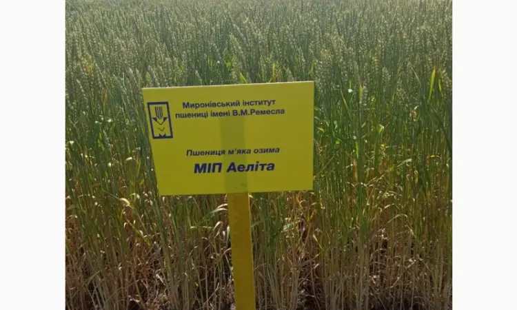 Продажа пшеницы сорта МІП Феєрія - фото № 1