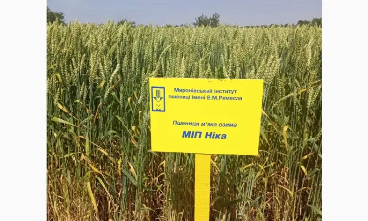 Пшеница озимая сорта МІП Ніка - фото № 1