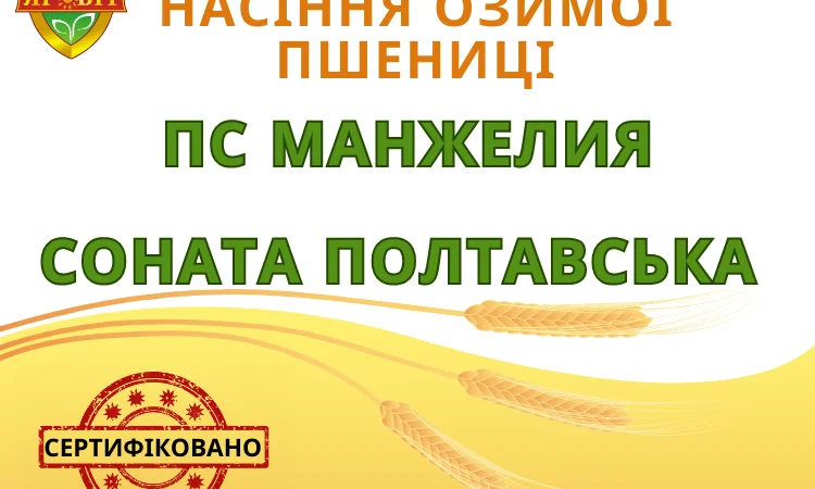 Насіння озимої пшениці високої якості - фото № 1