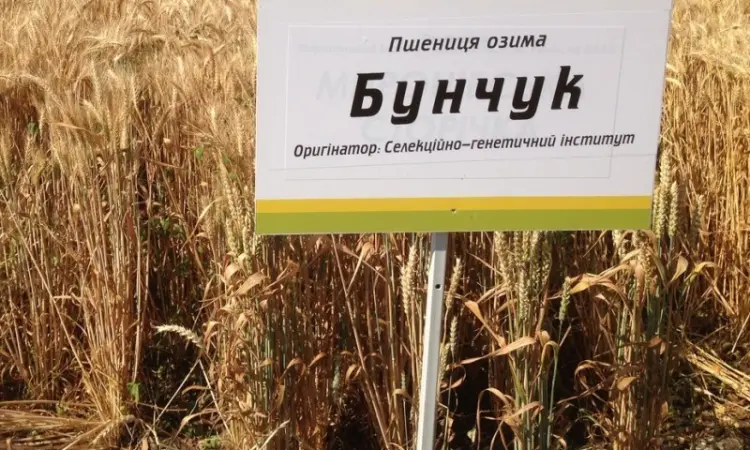 Семена озимої пшениці Бунчук - ел/1репр (Одеська селекція) - фото № 1