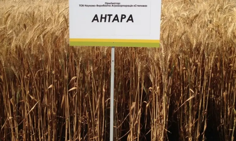 Семена озимой пшеницы сорта АНТАРА - фото № 1