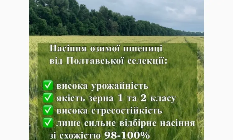 Озимая пшеница сорта ПС Манжелия - фото № 1