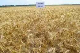 Продается семена пшеницы двуручки AMADEO – канадский трансгенный сорт - фото № 3