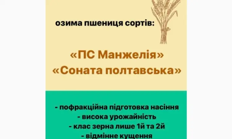 Насіння озимої пшениці високої якості - фото № 1