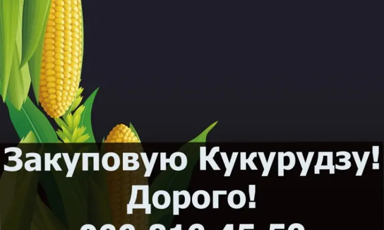 Покупаем кукурузу урожая 2024 года по высоким ценам - фото № 1