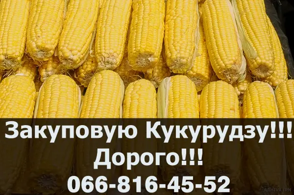 Купуємо кукурудзу з оплатою на вагах! Доступні сушка та зберігання - фото № 1