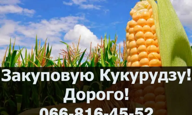 Купую кукурузу! Висока ціна - фото № 1