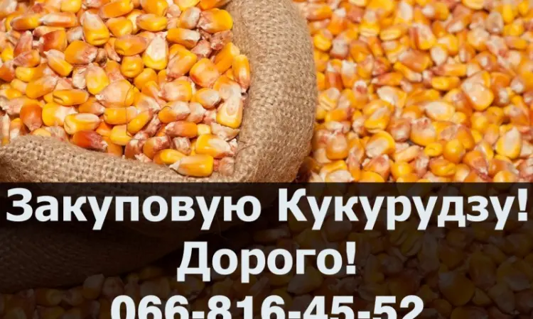 Закуповую Кукурудзу цьогорічного (2023-24р) врожаю - фото № 1