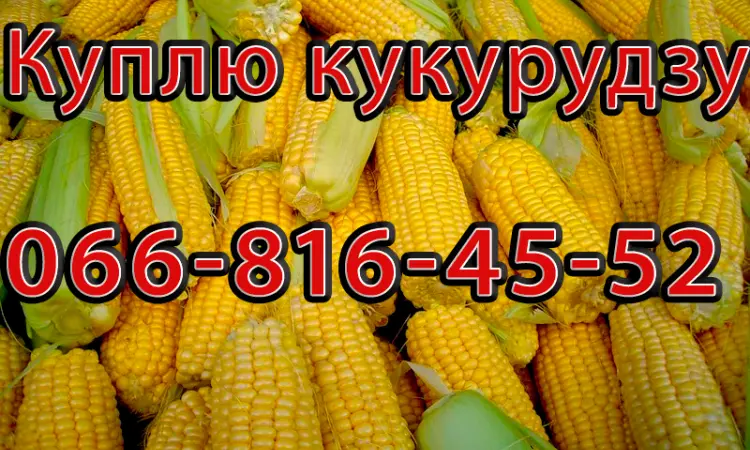 Купую кукурузу в різних обсягах - фото № 1