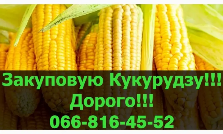 Купую кукурудзу оптом за високими цінами - фото № 1