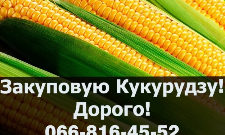 Закупівля кукурудзи в будь-яких обсягах - фото № 1