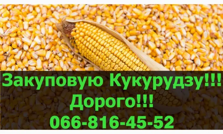 Купуємо кукурудзу на постійній основі в Полтавській області - фото № 1