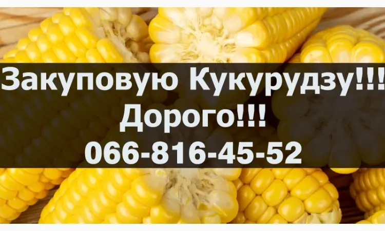 Куплю кукурудзу від виробника під контракти з оплатою на вагах - фото № 1