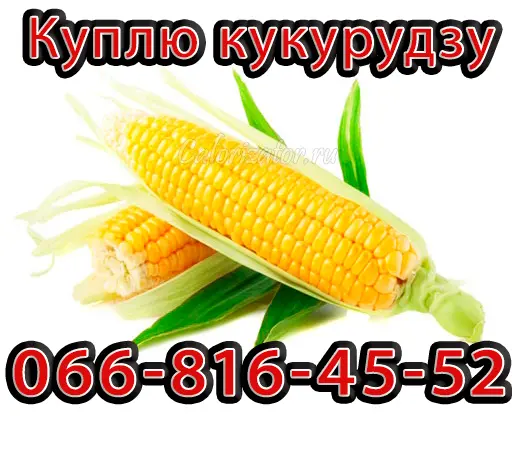 Куплю кукурузу урожай 2024 на постоянной основе - фото № 1