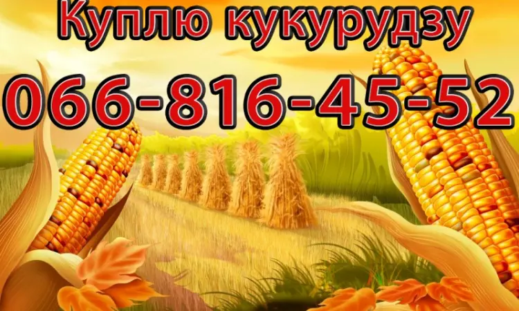 Закупівля кукурудзи в будь-яких обсягах! Оплата на вагах - фото № 1