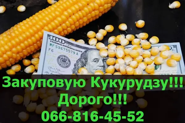 Куплю кукурузу в любых объемах! Быстрая оплата на месте - фото № 1