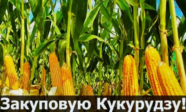 Куплю кукурузу в любом объеме - фото № 1