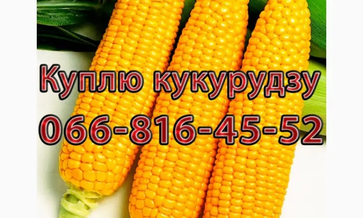 Закупівля кукурудзи цьогорічного врожаю з оплатою на вагах - фото № 1