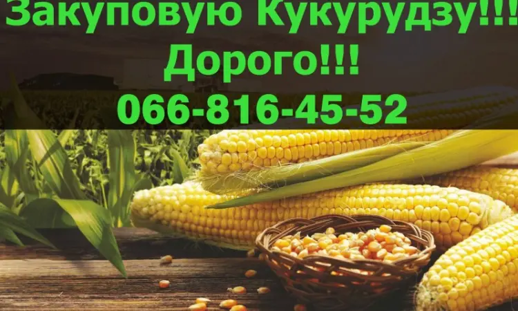 Купую кукурудзу оптом за вигідною ціною - фото № 1