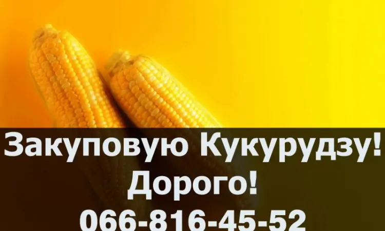 Купую кукурудзу від виробника на постійній основі! - фото № 1