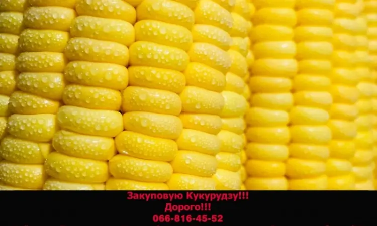 Закупка кукурузы в любых объемах на постоянной основе - фото № 1