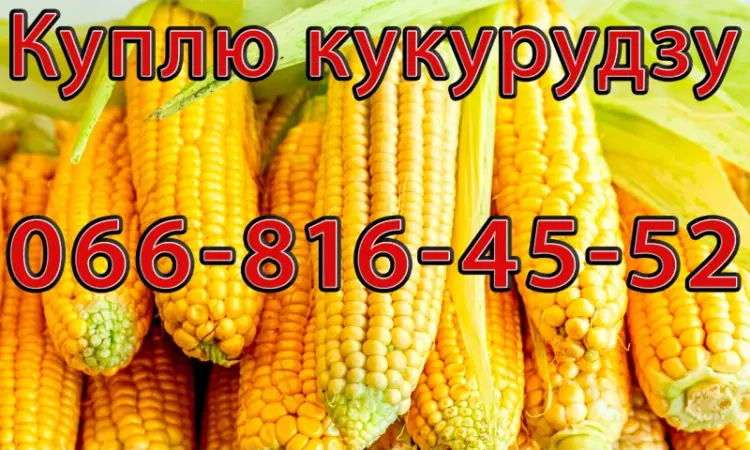 Купую кукурудзу урожай 2024 дрібним та великим оптом - фото № 1