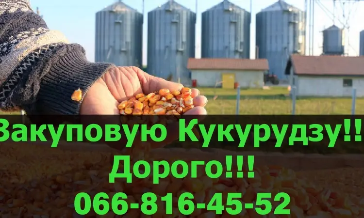 Куплю кукурудзу за високою ціною з швидкою вигрузкою - фото № 1