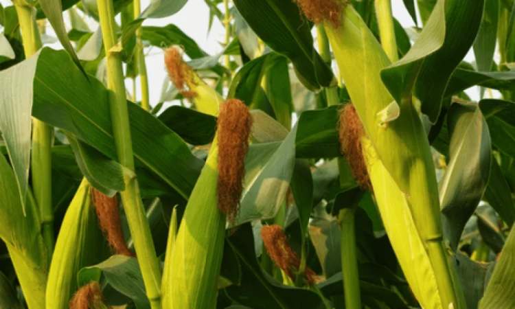 Продажа насіння кукурудзи ДН Пивиха (ФАО 180) - фото № 3