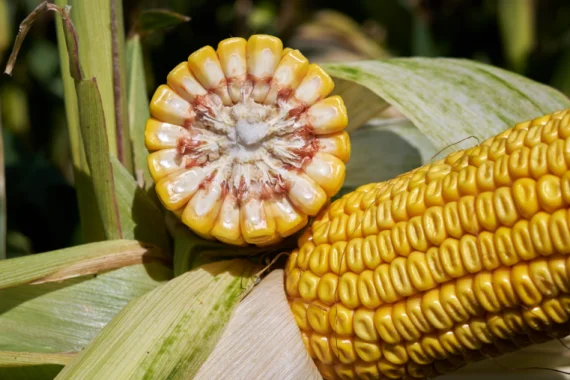 Насіння кукурудзи ЕККЗАКТ для продажу - фото № 1