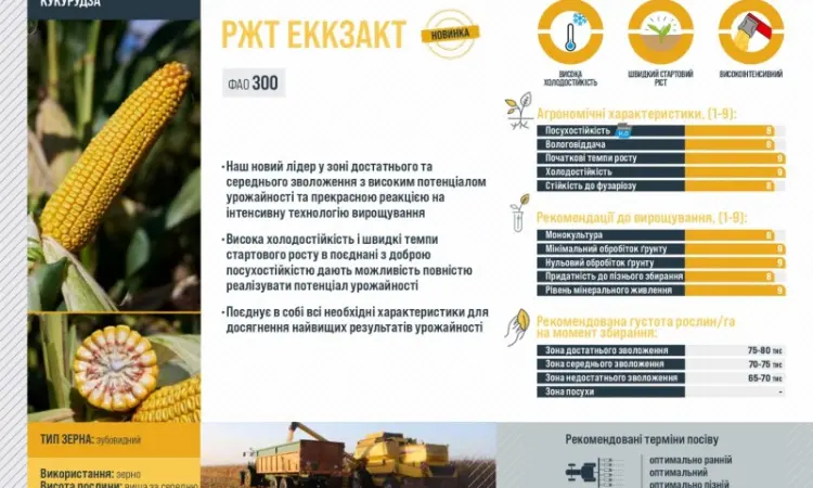 Насіння кукурудзи ЕККЗАКТ RAGT - середньостигла - фото № 2