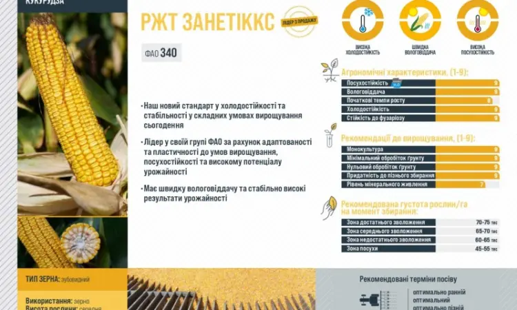 Насіння кукурудзи ЗАНЕТІККС RAGT в продаже - фото № 2