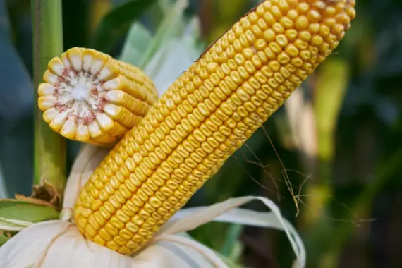 Насіння кукурудзи НОЕМІККС RAGT в продаже - фото № 1