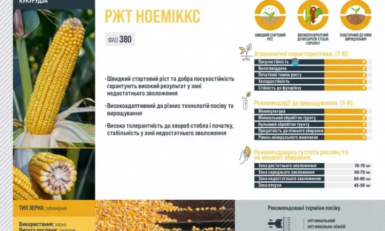 Насіння кукурудзи НОЕМІККС RAGT в продаже - фото № 2
