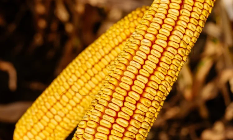 Насіння кукурудзи КВС 2370 - високоврожайний гібрид - фото № 1