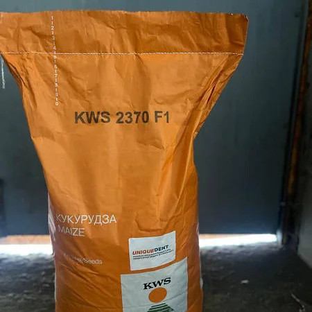 Насіння кукурудзи КВС 2370 - високоврожайний гібрид - фото № 3