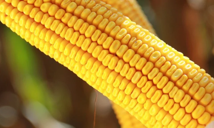 Насіння кукурудзи КВС Карпатіс - фото № 2