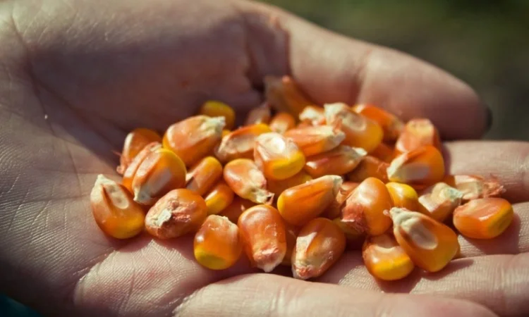 Продажа Бразильской кукурузы от поставщика - фото № 2