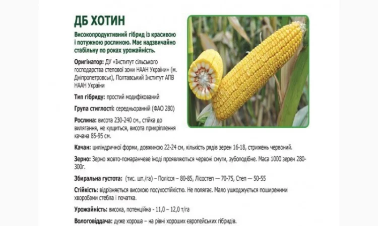 Продажа семян кукурузы сорта Хотин - фото № 2