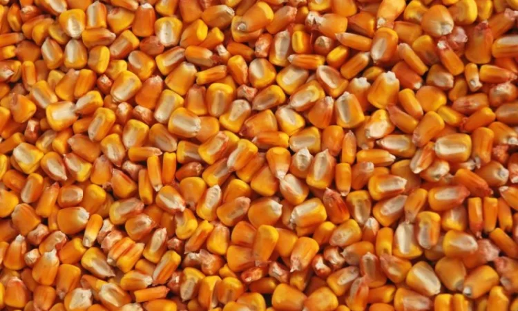 Продаж канадського гібрида кукурудзи HYDRA FF-369 - фото № 1