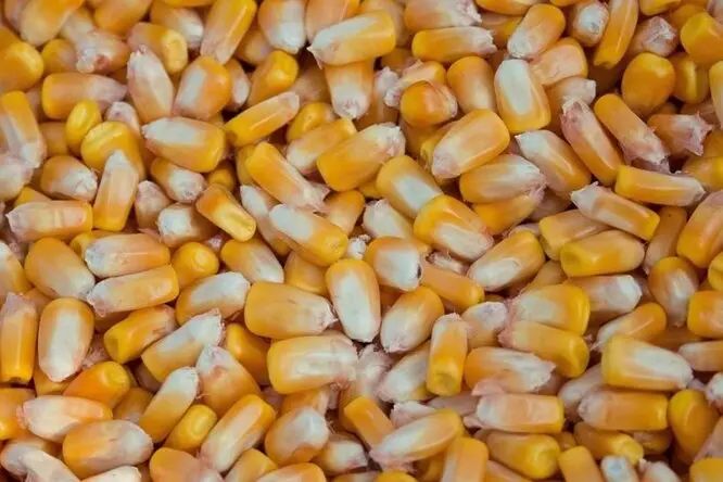Продам насіння кукурудзи від виробника від 1 до 20 тонн - фото № 1