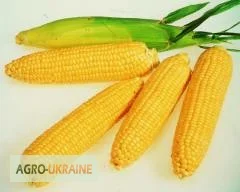 Семена кукурузи Оржица 237 МВ на продаж - фото № 1