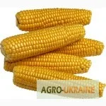 Семена кукурузы Солонянский 298 СВ для продажи - фото № 1