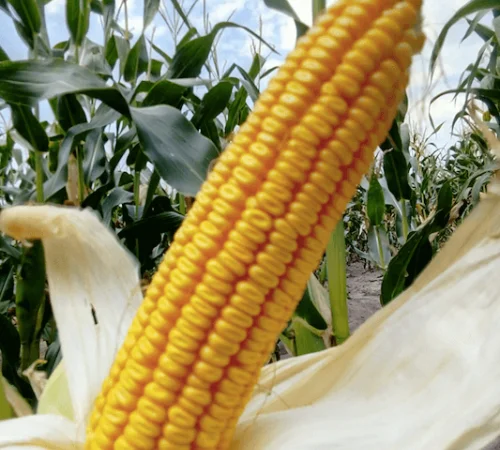 Продаж Насіння Кукурудзи Амарок 290 ФАО-320 - фото № 1