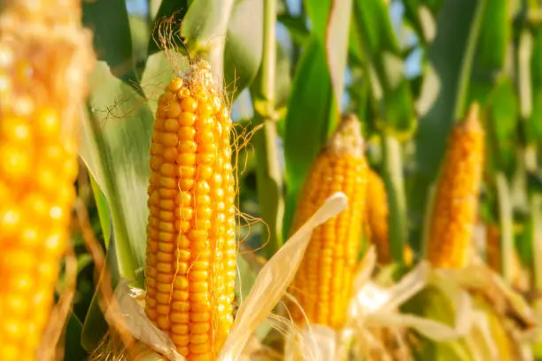 Насіння кукурудзи Аквазор ФАО-320 на продажу - фото № 1