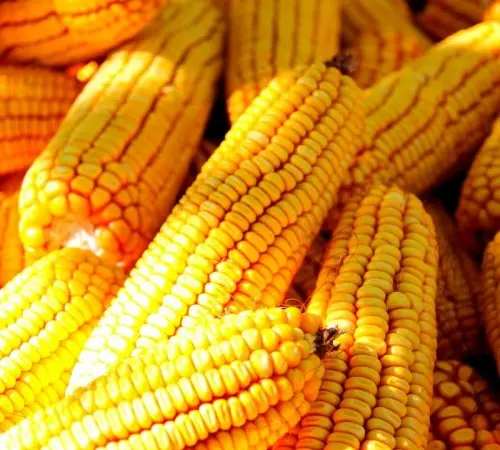 Насіння кукурудзи ВН 6763 ФАО-320 – высокоурожайный гибрид - фото № 1